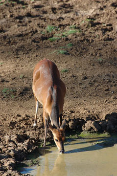 Image of Bushbuck