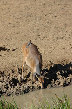 Image of Bushbuck