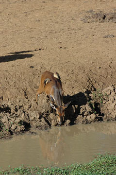 Image of Bushbuck