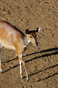 Image of Bushbuck