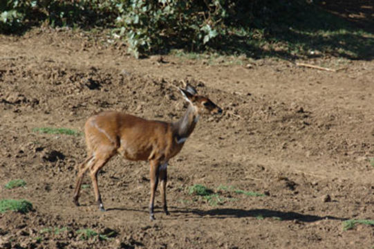 Image of Bushbuck