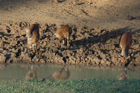 Image of Bushbuck