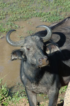 Image de buffle d'Afrique