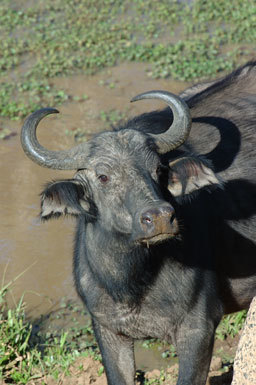 Image of African Buffalo