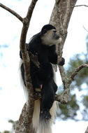 Colobus guereza Rüppell 1835 resmi