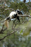 Colobus guereza Rüppell 1835 resmi