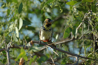 Image of D'Arnaud's Barbet