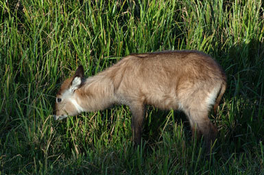 Image of Defassa Waterbuck