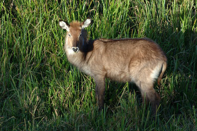 Image of Defassa Waterbuck