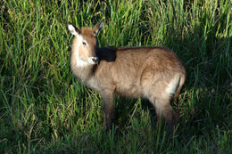 Image of Defassa Waterbuck