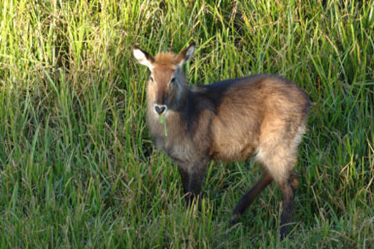 Image of Defassa Waterbuck