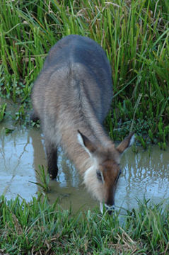 Image of Defassa Waterbuck