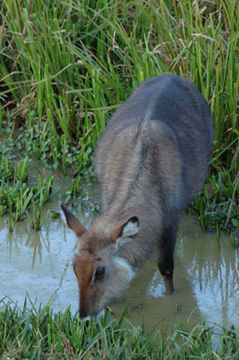 Image of Defassa Waterbuck