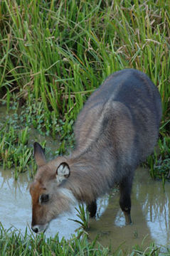 Image of Defassa Waterbuck