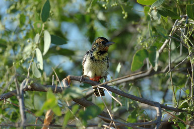 Image of D'Arnaud's Barbet