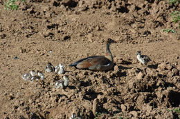 Image of Egyptian Goose