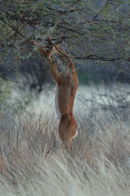 Image of Gerenuk