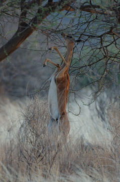 Image of Gerenuk