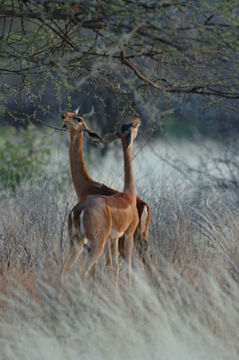 Image of Gerenuk