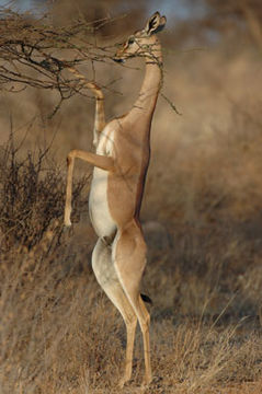 Image of Gerenuk