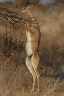 Image of Gerenuk