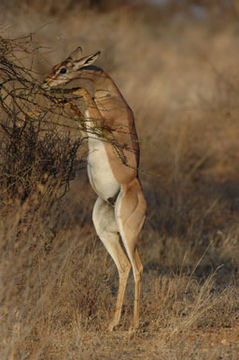 Image of Gerenuk