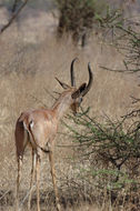 Image of Gerenuk