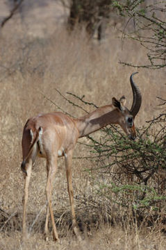 Image of Gerenuk