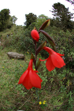 Imagem de Gladiolus watsonioides Baker