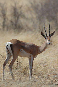 Image of Grant's Gazelle