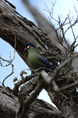 Image of Hartlaub's Turaco