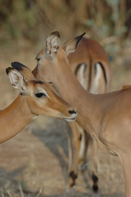 Image of Black-faced Impala