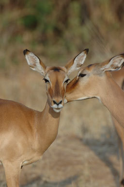 Image of Black-faced Impala