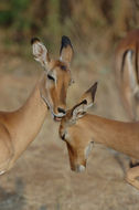 Image of Black-faced Impala