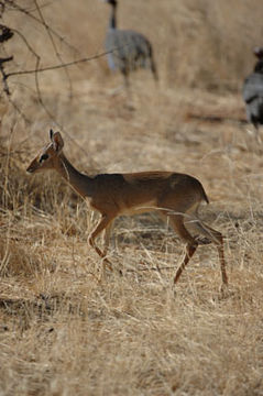 Image of Kirk's Dik-dik