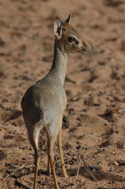 Image of Kirk's Dik-dik