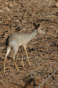 Image of Kirk's Dik-dik