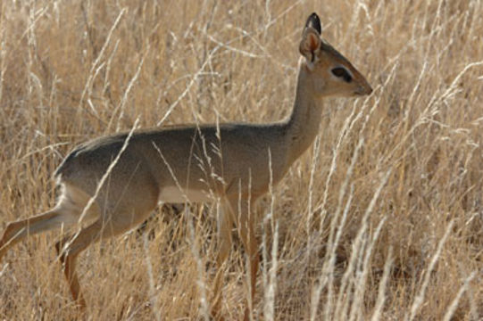 Image of Kirk's Dik-dik