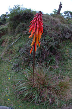 Image of Kniphofia thomsonii Baker