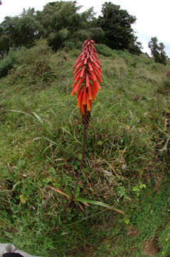 Image of Kniphofia thomsonii Baker