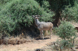 Image of Greater Kudu