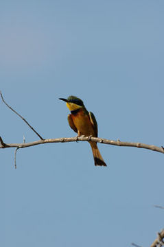 Image of Little Bee-eater