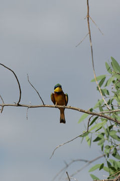 Image of Little Bee-eater