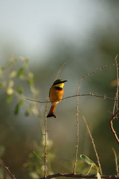 Image of Little Bee-eater