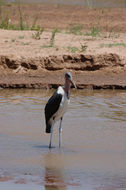 Image of Marabou Stork