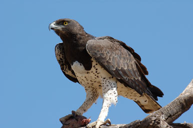 Polemaetus bellicosus (Daudin 1800) resmi