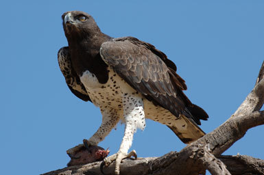 Polemaetus bellicosus (Daudin 1800) resmi