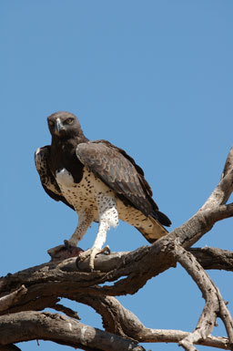 Image of Martial Eagle