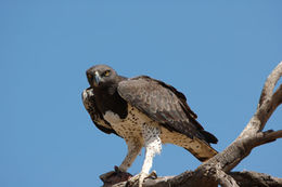 Image of Martial Eagle