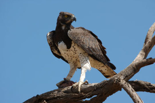 Image of Martial Eagle